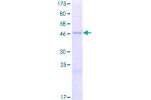 Image no. 1 for Mitochondrial Ribosomal Protein S10 (MRPS10) (AA 1-201) protein (GST tag) (ABIN1311351)