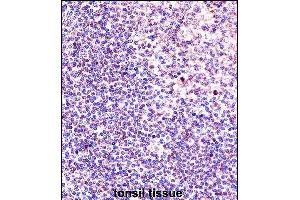 ANP32A Antibody (Center) (ABIN657650 and ABIN2846645) immunohistochemistry analysis in formalin fixed and paraffin embedded human tonsil tissue followed by peroxidase conjugation of the secondary antibody and DAB staining.