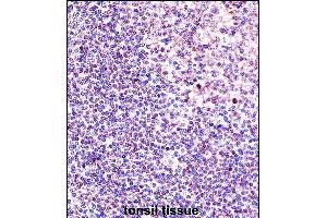 ANP32A Antibody (Center) (ABIN657650 and ABIN2846645) immunohistochemistry analysis in formalin fixed and paraffin embedded human tonsil tissue followed by peroxidase conjugation of the secondary antibody and DAB staining. (PHAP1 anticorps  (AA 133-162))