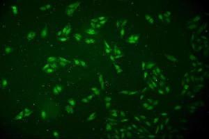 IF analysis of DCK using anti-DCK antibody (ABIN7600254). (DCK anticorps  (AA 17-260))