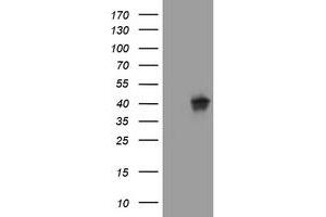 Image no. 1 for anti-Wingless-Type MMTV Integration Site Family, Member 3 (WNT3) (AA 128-355) antibody (ABIN1490901) (WNT3 anticorps  (AA 128-355))
