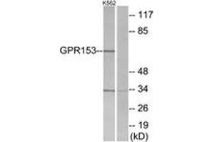 Western Blotting (WB) image for anti-G Protein-Coupled Receptor 153 (GPR153) (AA 291-340) antibody (ABIN2890853) (GPR153 anticorps  (AA 291-340))