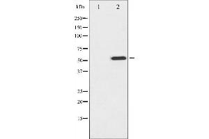 Western blot analysis of MITF phosphorylation expression in COS7 whole cell lysates,The lane on the left is treated with the antigen-specific peptide. (MITF anticorps  (pSer73, pSer180))