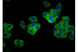 Immunofluorescence staining of HepG2 cells with ABIN7173860 at 1:166, counter-stained with DAPI. (TNFRSF18 anticorps  (AA 90-162))