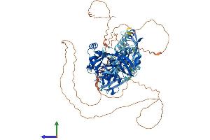 AlphaFold protein structure predicition of Mouse Recombinant Dlg2 Protein, UniprotID Q91XM9
