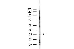 Western blot analysis of lysates from 293 cells(starvation,24h treatment), using OR1L8 Antibody at 1/1000 dilution.
