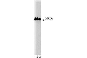 Western blot analysis of Paxillin of human endothelial cell lysate. (Paxillin anticorps  (AA 1-557))