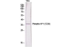 Western Blot (WB) analysis of specific cells using Phospho-AP-1 (T239) Polyclonal Antibody. (C-JUN anticorps  (pThr239))