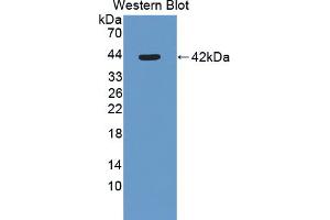 Western blot analysis of recombinant Mouse SLURP1. (SLURP1 anticorps  (AA 1-110))