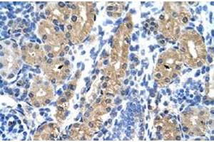 Immunohistochemical staining (Formalin-fixed paraffin-embedded sections) of human kidney with HSD17B1 polyclonal antibody  at 4-8 ug/mL working concentration. (HSD17B1 anticorps  (N-Term))