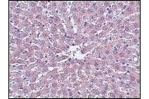Immunohistochemistry (IHC) image for anti-Interleukin-1 Receptor-Associated Kinase 1 (IRAK1) (AA 618-712) antibody (ABIN492548) (IRAK1 anticorps  (AA 618-712))