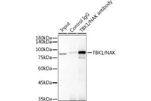 Immunoprecipitation analysis of 300 μg extracts of 293T cells using 3 μg TBK1/NAK antibody (ABIN7270723).