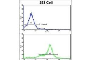 Flow cytometric analysis of 293 cells using KRT10 Antibody (N-term)(bottom histogram) compared to a negative control cell (top histogram). (Keratin 10 anticorps  (N-Term))