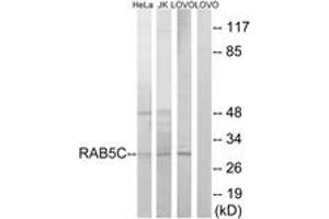 Western blot analysis of extracts from LOVO/HeLa/Jurkat cells, using RAB5C Antibody. (Rab5c anticorps  (AA 122-171))