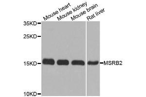 Western blot analysis of extracts of various cell lines, using MSRB2 antibody. (MSRB2 anticorps  (AA 10-182))