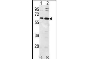 Western blot analysis of Ubiquilin1 (arrow) using Ubiquilin1 Antibody (N-term) (ABIN388965 and ABIN2837880). (Ubiquilin 1 anticorps  (N-Term))