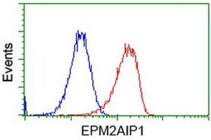 Image no. 2 for anti-EPM2A (Laforin) Interacting Protein 1 (EPM2AIP1) antibody (ABIN1498044) (EPM2AIP1 anticorps)