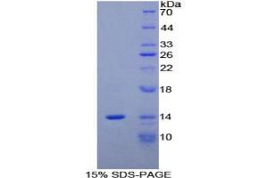 SDS-PAGE analysis of Mouse MPIF2 Protein.