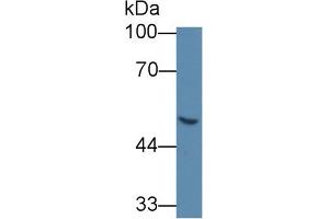 Western Blot; Sample: Human 293T cell lysate; Primary Ab: 5µg/ml Mouse Anti-Human GLa Antibody Second Ab: 0. (GLA anticorps  (AA 81-429))