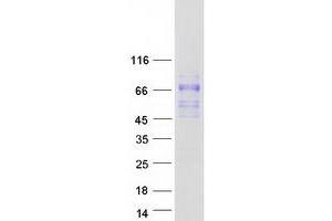 Validation with Western Blot (SCARA5 Protein (Myc-DYKDDDDK Tag))