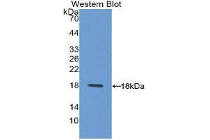 Western Blotting (WB) image for anti-Syndecan 4 (SDC4) (AA 18-145) antibody (ABIN1870679) (SDC4 anticorps  (AA 18-145))