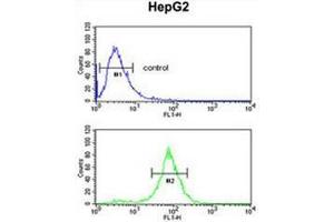Flow cytometry of HepG2 cells (bottom histogram) compared to a negative control cell (top histogram) using ELOVL2  Antibody (N-term), followed by FITC-conjugated goat-anti-rabbit secondary antibodies. (ELOVL2 anticorps  (N-Term))