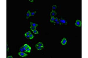 Immunofluorescent analysis of HepG2 cells using ABIN7149599 at dilution of 1:100 and Alexa Fluor 488-congugated AffiniPure Goat Anti-Rabbit IgG(H+L)