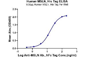 Immobilized Human MSLN, His Tag at 0. (Mesothelin Protein (MSLN) (AA 296-580) (His-Avi Tag))