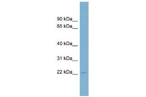 C15ORF15 antibody used at 1 ug/ml to detect target protein. (RSL24D1 anticorps  (Middle Region))