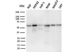 PDCD1LG2 anticorps  (AA 27-220)