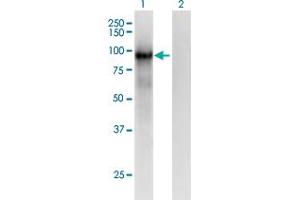 Western Blot analysis of PCDHB6 expression in transfected 293T cell line by PCDHB6 monoclonal antibody (M01), clone 2G11. (PCDHB6 anticorps  (AA 118-217))