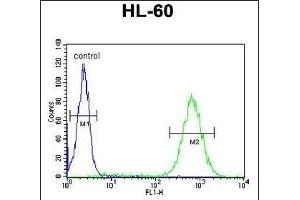 BHLHB5 Antibody (Center) (ABIN650975 and ABIN2840018) flow cytometric analysis of HL-60 cells (right histogram) compared to a negative control cell (left histogram). (BHLHE22 anticorps  (AA 236-264))