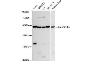 Western blot analysis of extracts of various cell lines, using Calreticulin antibody (ABIN7266042) at 1:1000 dilution. (Calreticulin anticorps)