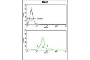 Flow cytometry analysis of Hela cells using GALNT2 Antibody (N-term) Cat. (GALNT2 anticorps  (N-Term))