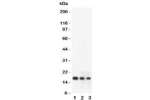 Western blot testing of FGF2 antibody and human recombinant protein: 1) 10ng/lane, 2) 5ng/lane, 3) 2. (FGF2 anticorps  (AA 143-288))