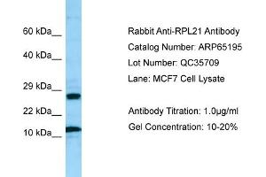 Western Blotting (WB) image for anti-Ribosomal Protein L21 (RPL21) (Middle Region) antibody (ABIN971603) (RPL21 anticorps  (Middle Region))