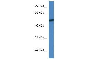 Western Blot showing Mapk10 antibody used at a concentration of 1. (MAPK10 anticorps  (N-Term))