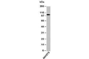 Western blot testing of mouse samples with LSD1 / KDM1 antibody at 0. (LSD1 anticorps  (N-Term))