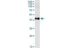 Immunoprecipitation of MAD2L1BP transfected lysate using anti-MAD2L1BP MaxPab rabbit polyclonal antibody and Protein A Magnetic Bead , and immunoblotted with MAD2L1BP purified MaxPab mouse polyclonal antibody (B02P) .