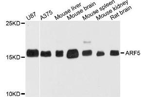 Western blot analysis of extract of various cells, using ARF5 antibody. (ARF5 anticorps)