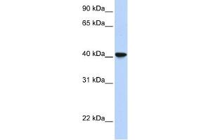 SIGLEC6 antibody used at 1 ug/ml to detect target protein. (SIGLEC6 anticorps  (Middle Region))