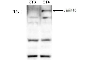 Western Blot of anti-Jarid1b antibody Western Blot results of Rabbit anti-Jarid1b antibody.