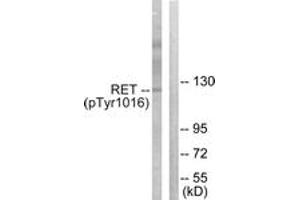 Western blot analysis of extracts from COS7 cells treated with EGF 200ng/ml 30', using Ret (Phospho-Tyr1015) Antibody. (Ret Proto-Oncogene anticorps  (pTyr1015))