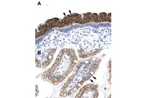 Immunohistochemical staining (Formalin-fixed paraffin-embedded sections) of human spermatophore (A) and human intestine (B) with AEBP1 polyclonal antibody  at 4-8 ug/mL working concentration. (AEBP1 anticorps  (N-Term))