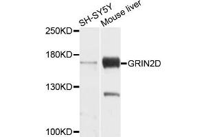 Western blot analysis of extracts of SH-SYS5Y and mouse liver cells, using GRIN2D antibody.
