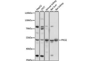 Western blot analysis of extracts of various cell lines, using PROZ antibody (ABIN7269713) at 1:1000 dilution. (PROZ anticorps  (AA 220-340))