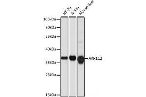 Western blot analysis of extracts of various cell lines using AKR1C2 Polyclonal Antibody at dilution of 1:1000. (AKR1C2 anticorps)