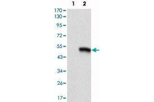 Western blot analysis using CD9 monoclonal antibody, clone 5G6  against HEK293 (1) and CD9(aa : 37-228)-hIgGFc transfected HEK293 (2) cell lysate.