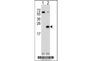 Western blot analysis of DUSP3 using rabbit polyclonal DUSP3 Antibody (C171) using 293 cell lysates (2 ug/lane) either nontransfected (Lane 1) or transiently transfected (Lane 2) with the DUSP3 gene. (Dual Specificity Phosphatase 3 (DUSP3) (AA 157-185), (C-Term) anticorps)