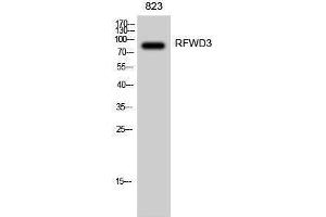 Western Blotting (WB) image for anti-Ring Finger and WD Repeat Domain 3 (RFWD3) (Internal Region) antibody (ABIN3186742) (RFWD3 anticorps  (Internal Region))